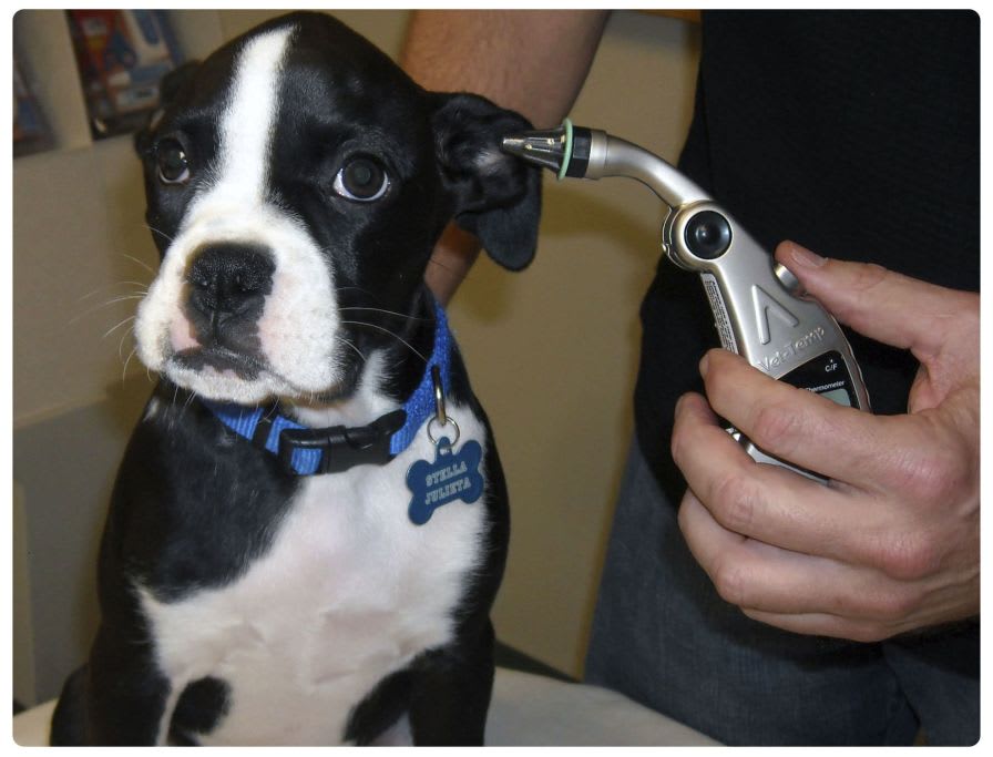 Veterinary thermometer / electronic / ear VET-TEMP® Advanced Monitors Corporation