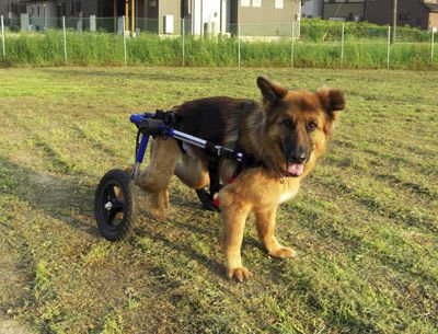 Passive wheelchair / veterinary Walkin' Wheels Walkin' Wheels
