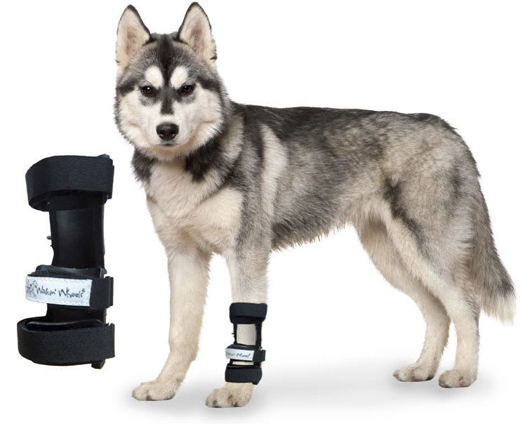 Carpal tunnel veterinary splint / for canines Carpal Splint Walkin' Wheels