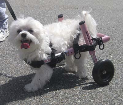 Passive wheelchair / veterinary Mini Walkin Wheels Walkin' Wheels