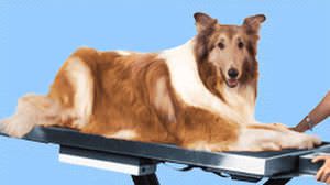 Veterinary examination table / fixed / lifting / with scale VSSI