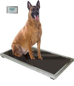 Veterinary platform scale / electronic 110-0110-00, 210-0117-02 VSSI