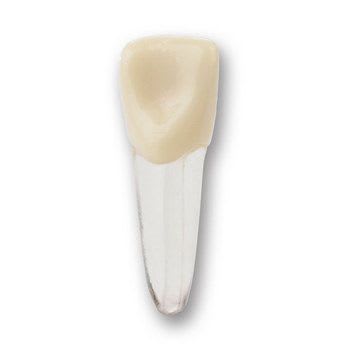 Tooth anatomical model IV-EP-ENDO #8 Columbia Dentoform®