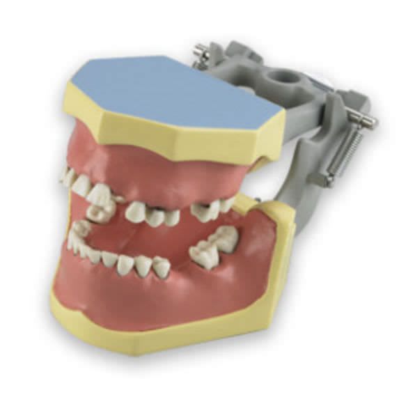 Denture anatomical model KM-110 (C) Columbia Dentoform®