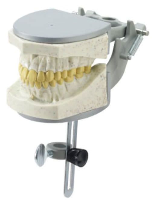 Denture anatomical model 1974 RAD Columbia Dentoform®