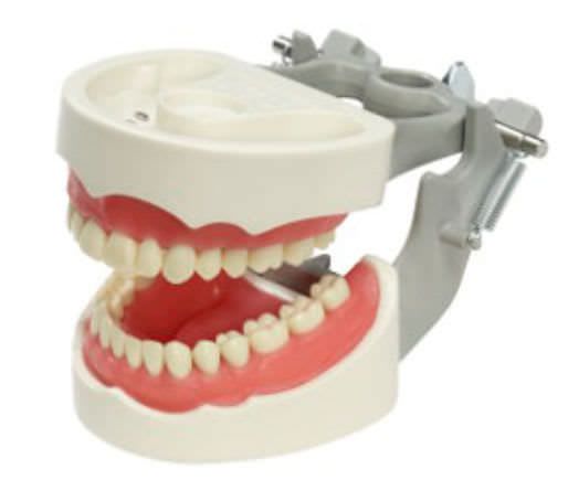 Denture anatomical model M-PVR-1560 Columbia Dentoform®