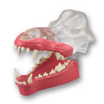 Denture anatomical model / for canines DGDG Columbia Dentoform®