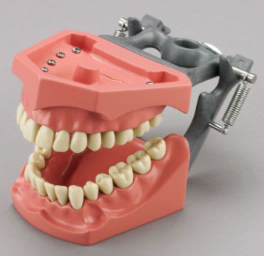 Denture anatomical model M-860 Columbia Dentoform®