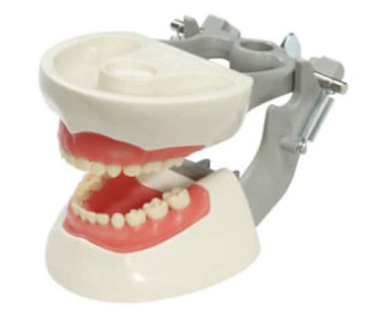 Denture anatomical model / child M-PVNR-760 Columbia Dentoform®