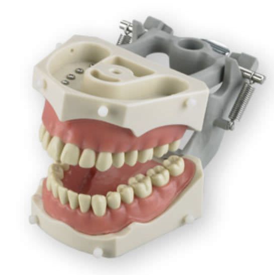 Denture anatomical model SM-PVR-860 Columbia Dentoform®