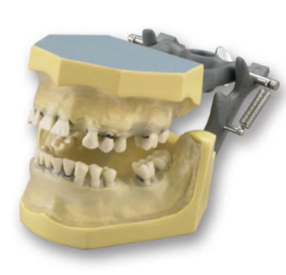 Denture anatomical model KM-C-110 (C) Columbia Dentoform®