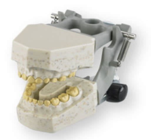Denture anatomical model / child 765 RAD Columbia Dentoform®