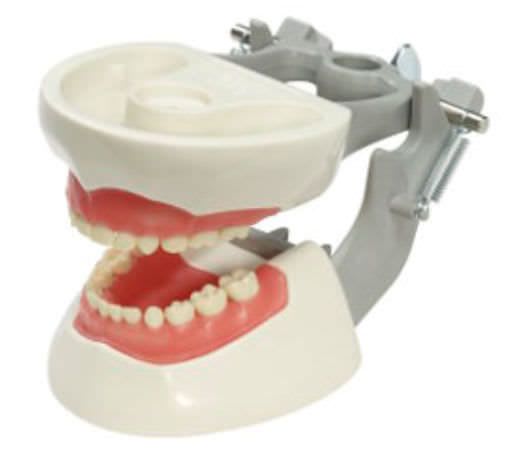 Denture anatomical model / articulated M-PVNR-760 Columbia Dentoform®
