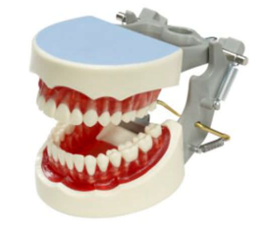 Denture anatomical model M-YNR-1560 Columbia Dentoform®