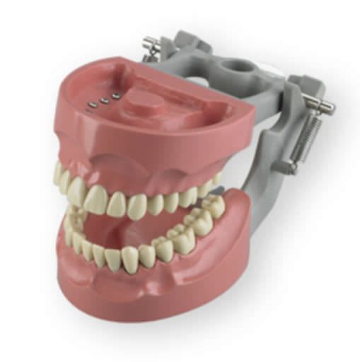 Denture anatomical model M-1560 Columbia Dentoform®