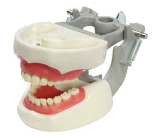 Denture anatomical model / child M-PVR-2760 Columbia Dentoform®