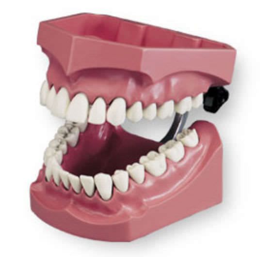 Dental anatomical model AH-P-99 Columbia Dentoform®