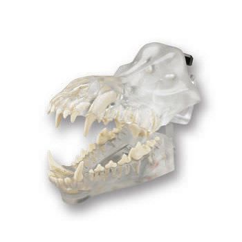 Denture anatomical model / for canines DGD Columbia Dentoform®