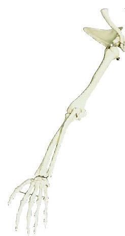 Skeleton anatomical model 27460 FYSIOMED NV-SA