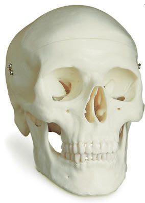 Skull anatomical model / articulated 27466 FYSIOMED NV-SA