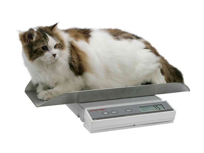 Veterinary balance / electronic 20 kg | MS2100 Charder Electronic