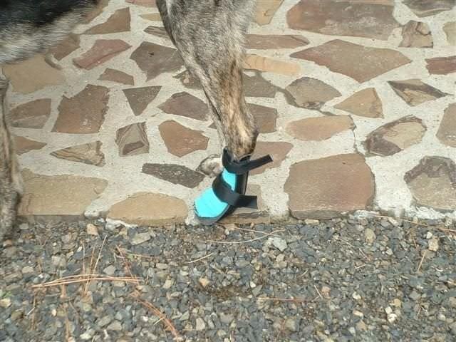 Leg veterinary splint / for canines BOOTIE Orthovet