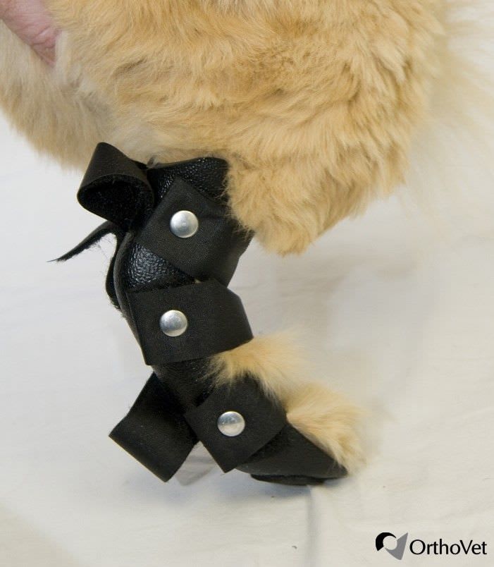 Leg veterinary splint / for felines REAR Orthovet