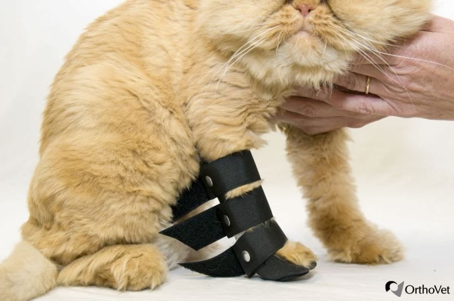 Leg veterinary splint / for felines FRONT Orthovet