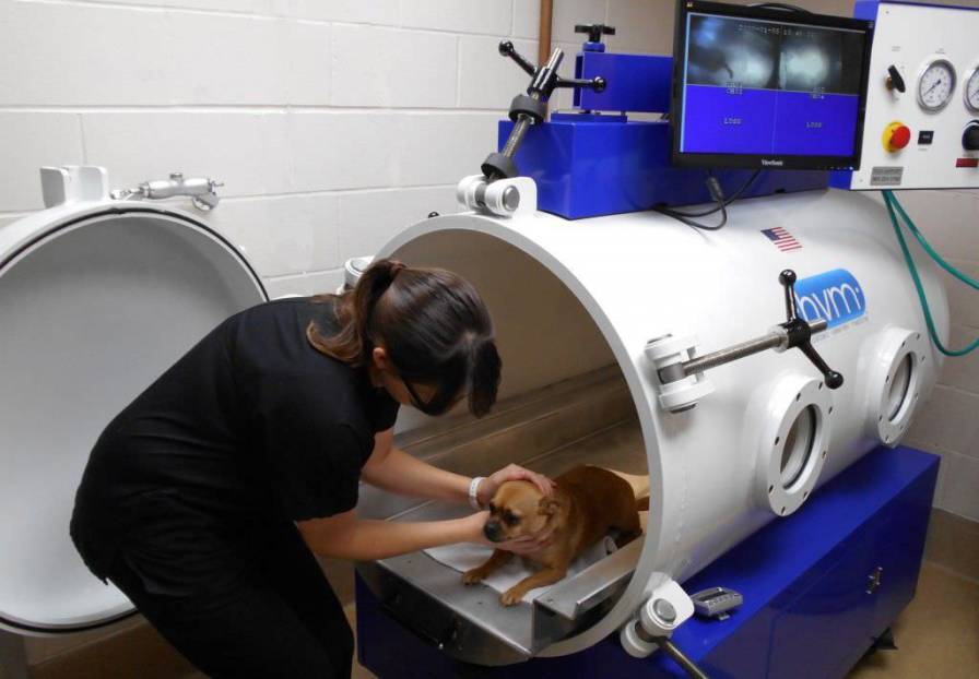 Monoplace hyperbaric chamber / veterinary HBOT Hyperbaric Veterinary Medicine