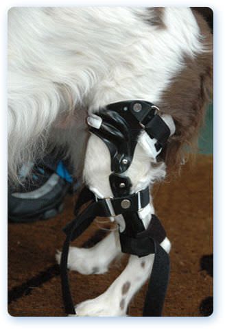 Knee veterinary orthosis / articulated Stifle OrthoPets Europe