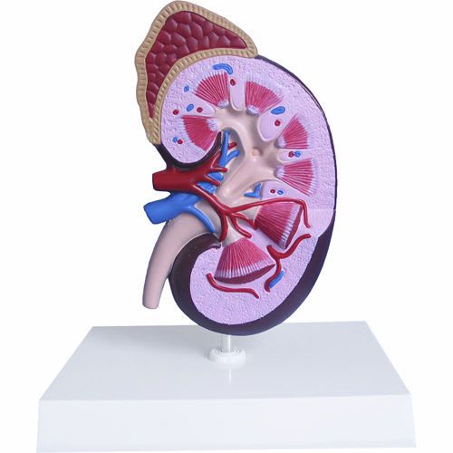 Anatomical model with adrenal gland / kidney NetMed