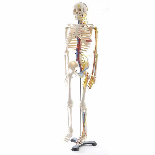 Skeleton anatomical model H130497 NetMed