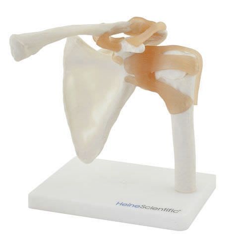 Shoulder anatomical model / joints NetMed