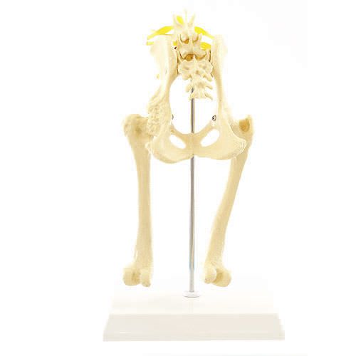 Hip anatomical model / joints / for canines NetMed