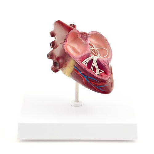 Heart anatomical model / for canines NetMed