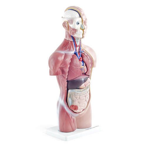 Torso anatomical model / unisex NetMed