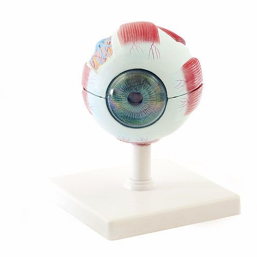 Eye anatomical model NetMed
