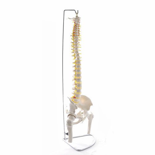 Vetebral column anatomical model / flexible H130496 NetMed