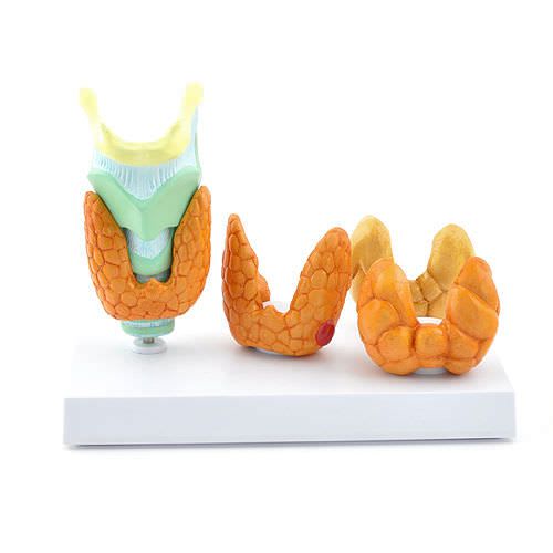 Larynx anatomical model NetMed
