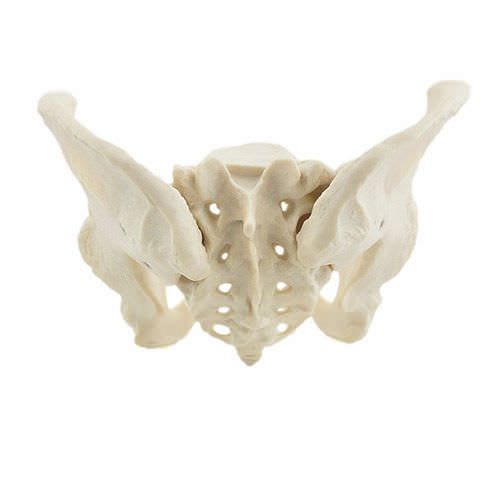 Skeleton anatomical model / with sacrum / pelvis / female NetMed
