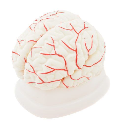 Brain anatomical model NetMed