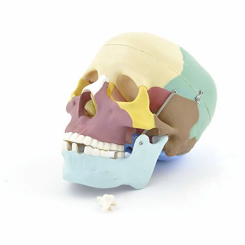 Skull anatomical model / articulated H129989 NetMed