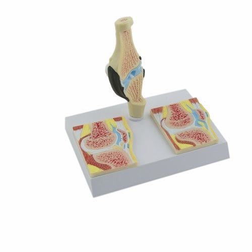 Joints anatomical model / knee NetMed