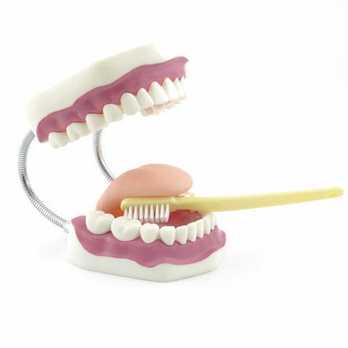 Denture anatomical model NetMed