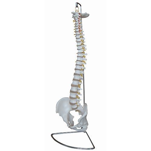 Vetebral column anatomical model / with removable pelvis NetMed