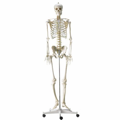 Skeleton anatomical model / articulated / with flexible spine H495121 NetMed
