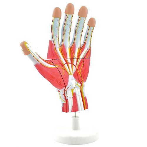 Hand anatomical model NetMed