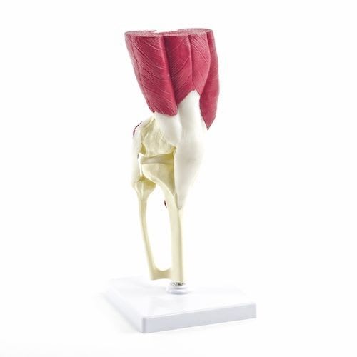 Joints anatomical model / knee / with musculature H131073 NetMed