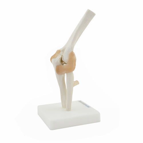 Elbow anatomical model / joints NetMed