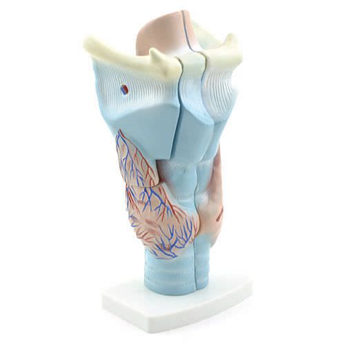 Larynx anatomical model H130366 NetMed